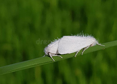 Adult White Stem Borer