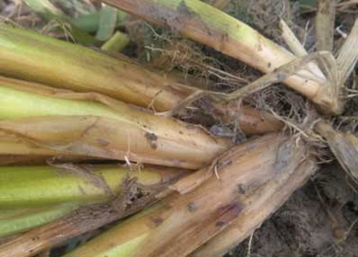 After Application of Super Nova