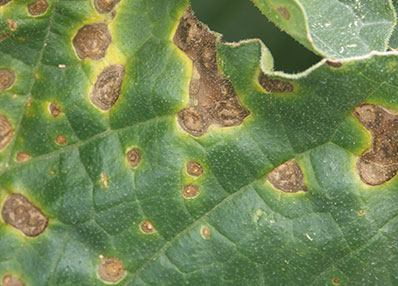 Alternaria