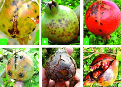 Bacterial Blight