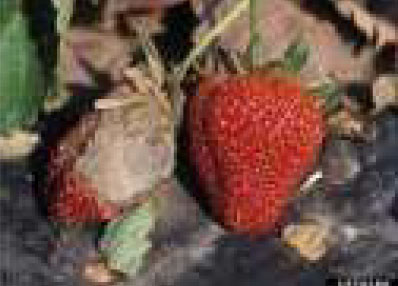 Botrytis (Gray Mould)