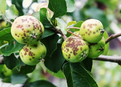 Brown Rot Speckled