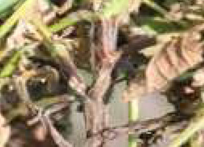 Brown Stem Rot