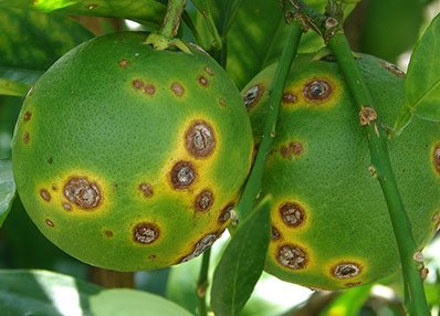 Cankers