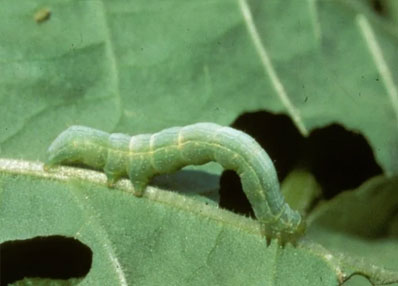 Caterpillars like Looper