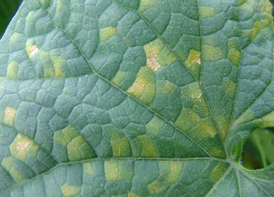 Downy Mildew