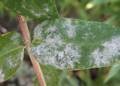 Erysiphe