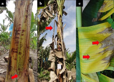 Fusarium wilt