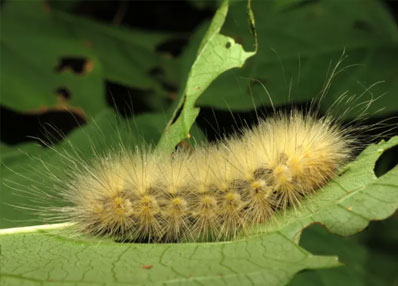 Hairy Caterpillar