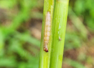 Rice Stem Borer
