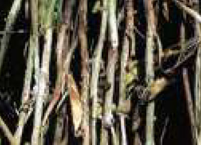 Sclerotinia Stem Rot