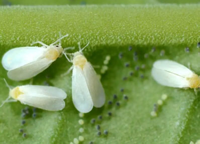 Whitefly