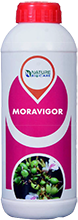 moravigor